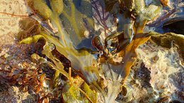 Big Seaweed Search Rockpool