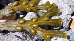 Bladderwrack seaweed