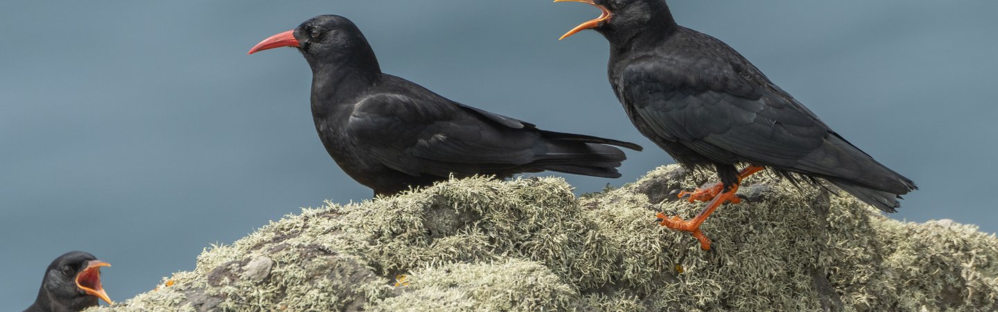 Chough seabird Wales John Archer-Thompson