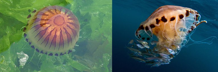 Compass jellyfish.jpg