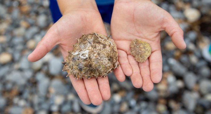 Crab shell find during the Great British Beach Clean at Rottingdean Beach 2020 Billy Barraclough
