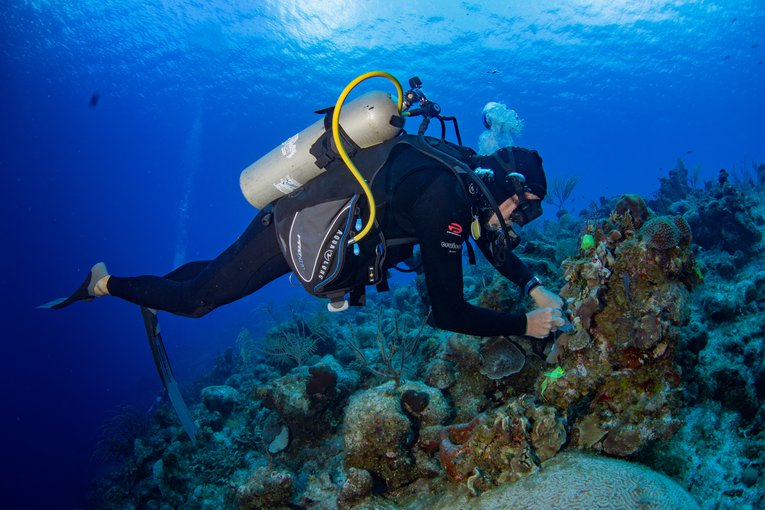 Treating corals for SCTLD