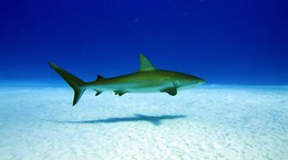 Reef shark in Turks and Caicos