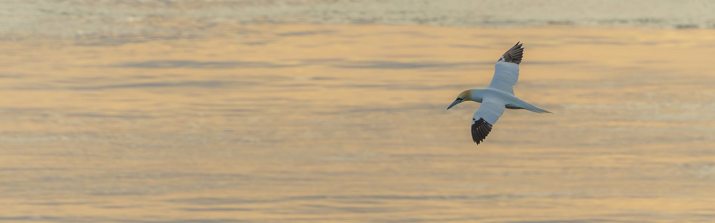Gannet flying over the sea Skomer Wales John Archer-Thompson