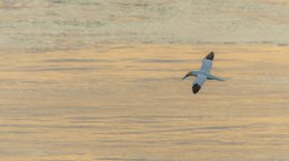 Gannet flying over the sea Skomer Wales John Archer-Thompson