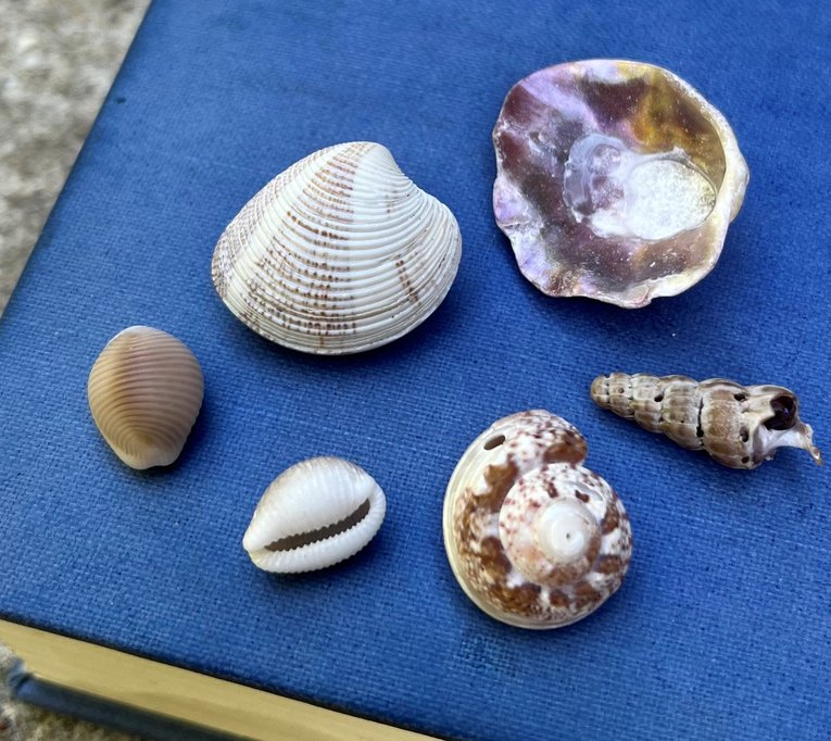 Shells- Helen Scales