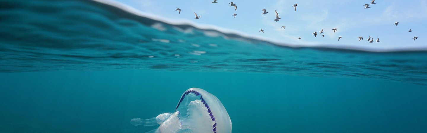 Mediterranean gulls flying in the sky with a barrel jellyfish underwater Costa Brava Spain Damsea
