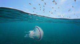 Mediterranean gulls flying in the sky with a barrel jellyfish underwater Costa Brava Spain Damsea