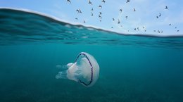 Mediterranean gulls flying in the sky with a barrel jellyfish underwater Costa Brava Spain Damsea