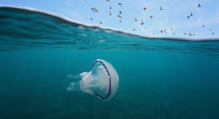 Mediterranean gulls flying in the sky with a barrel jellyfish underwater Costa Brava Spain Damsea