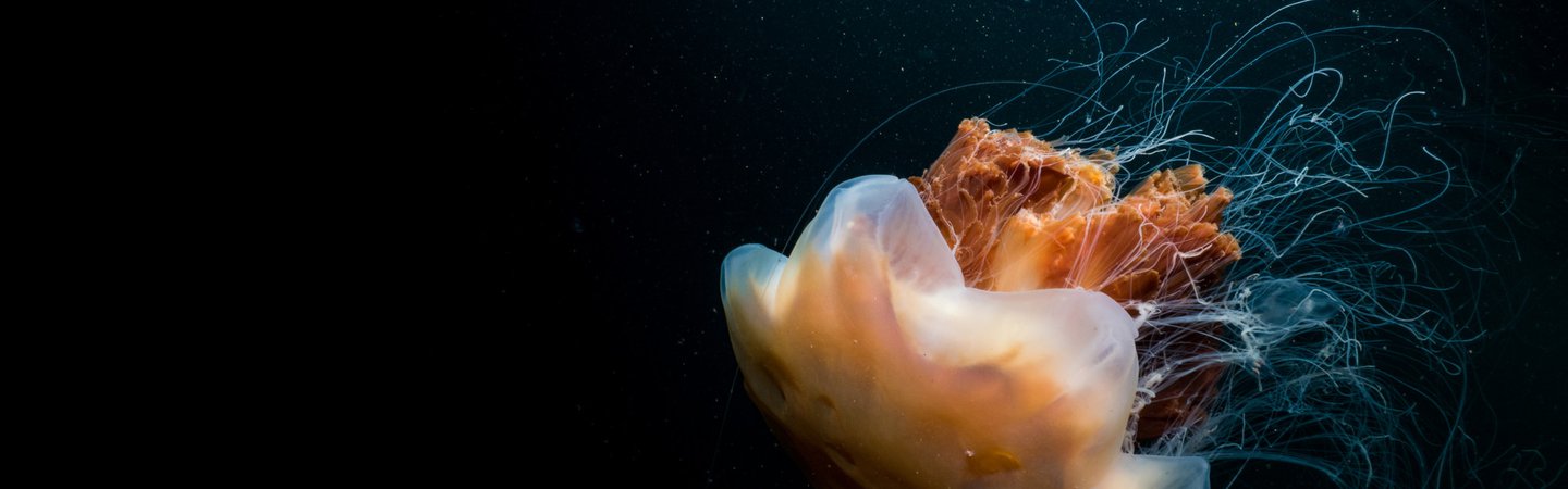 Lion's Mane Jellyfish UK Mark Kirkland