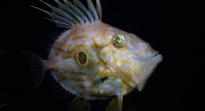 John Dory in the deep Georgie Bull