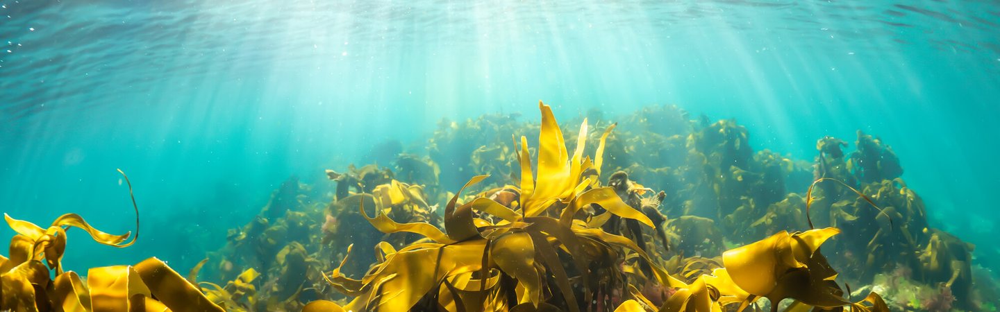 Kelp, Orkney, Scotland. Alison Moore
