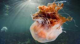 Lion's Mane Jellyfish Farne Islands Scotland Kirsty Andrews