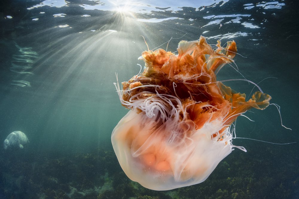 UK Jellyfish Latest news Marine Conservation Society