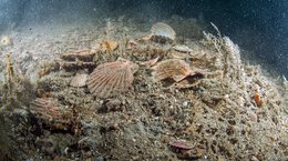 Empty and broken scallop shells possibly due to the raking action of dredges Lyme Bay Scotland Colin Munro.