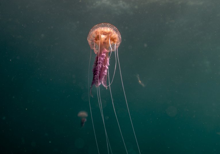 Mauve Stinger Jellyfish Peter Bardsley