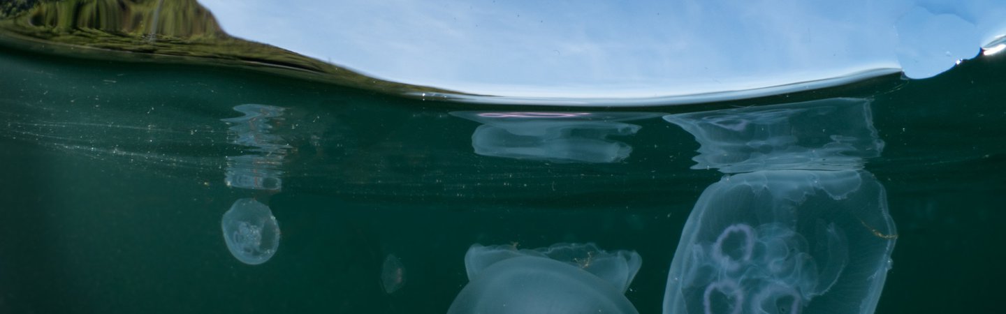 Moon Jellyfish Mark Kirkland