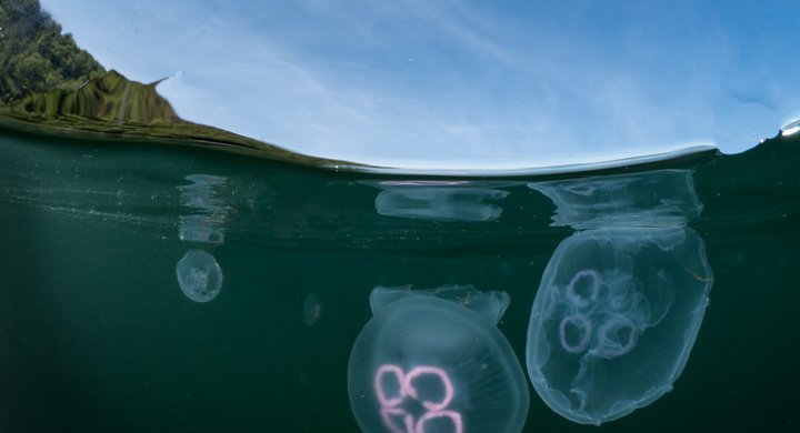 Moon Jellyfish Mark Kirkland