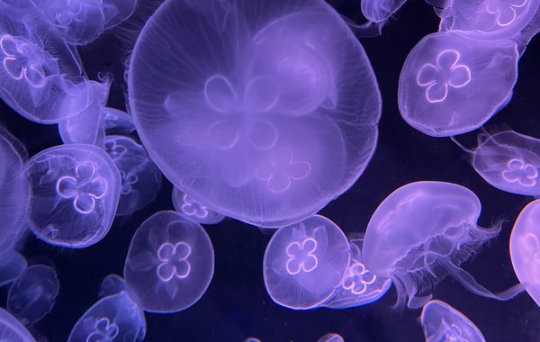Moon jellyfish 3.jpg