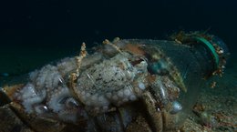 Octopus making a plastic water bottle his home in the Costa Brava Spain Roger Millan