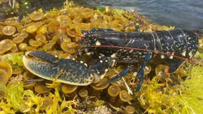 Lobster - rockpooling