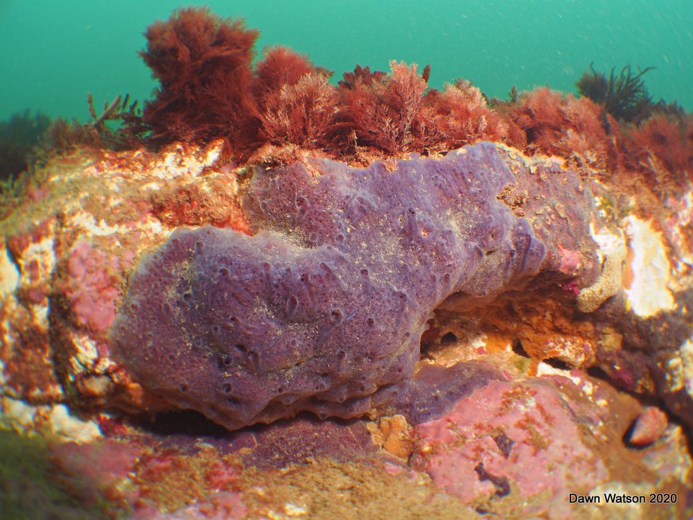 Rare sea sponge named Latest news Marine Conservation Society