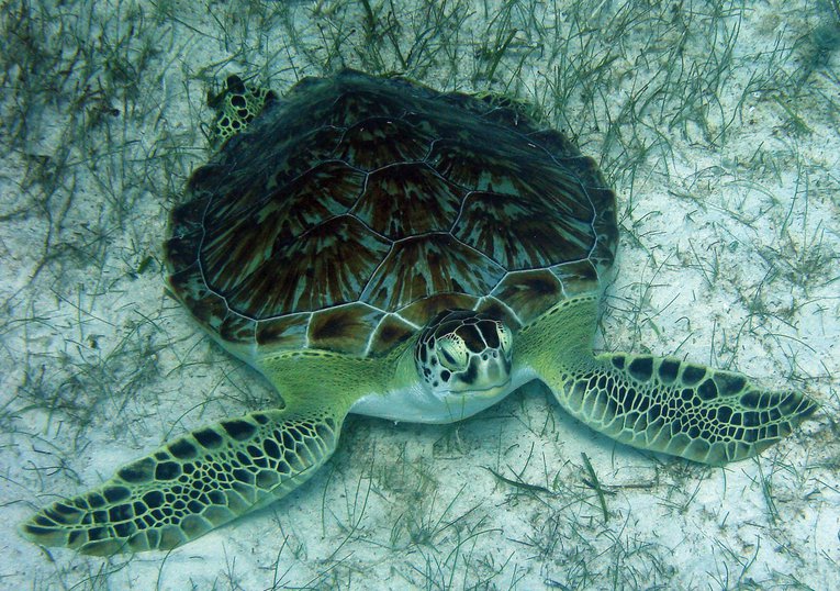 Green turtles over seagrass in Turks and Caicos Islands