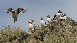 Puffin coming into land Skomer Wales John Archer-Thompson