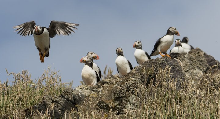 Puffin coming into land Skomer Wales John Archer-Thompson