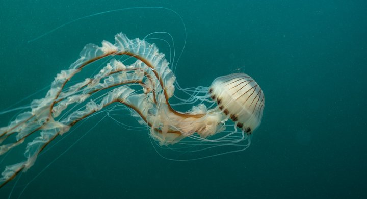 Compass Jellyfish -RS31885-Peter Bardsley