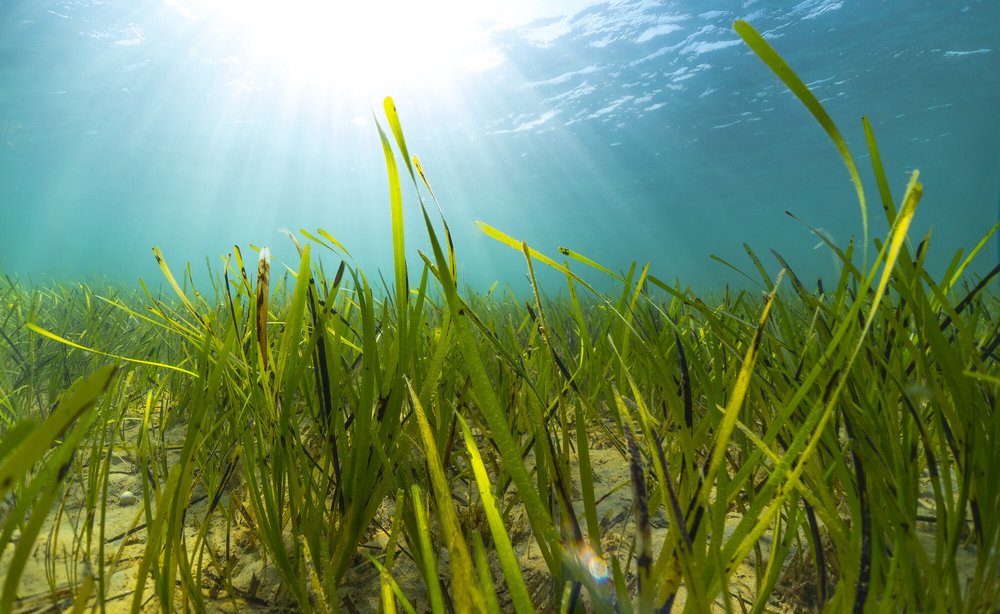 Seagrass Marine Conservation Society