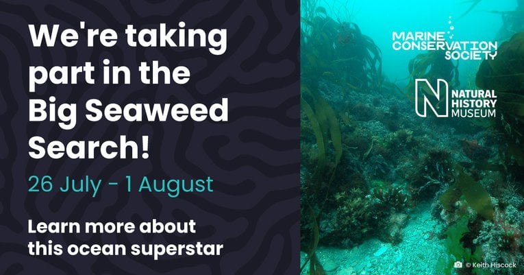 SHARED_Seaweed_Search_Social_FB.jpg