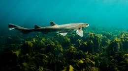 Cat shark over kelp, Sam Mansfield (Usage Restricted - Contact Billy Barraclough with any questions)