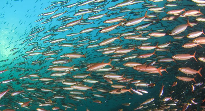 Sardines shoal Rich Carey