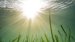 Seagrass near Weymouth Georgie Bull