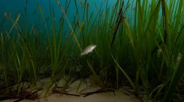 Seagrass bed Georgie Bull