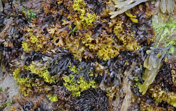 Seaweed from the Big Seaweed Search at Wembury 2016 Anna Starley