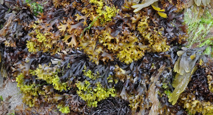 Seaweed from the Big Seaweed Search at Wembury 2016 Anna Starley