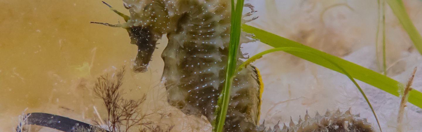 Spiny Seahorse in Seagrass Georgie Bull