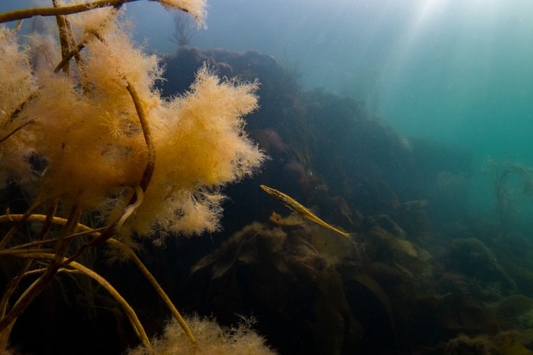 Stickleback over reef Georgie Bull