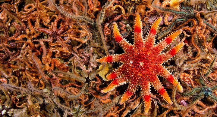 Sunstar - Cathy Lewis