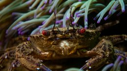 Velvet Swimming Crab Georgie Bull