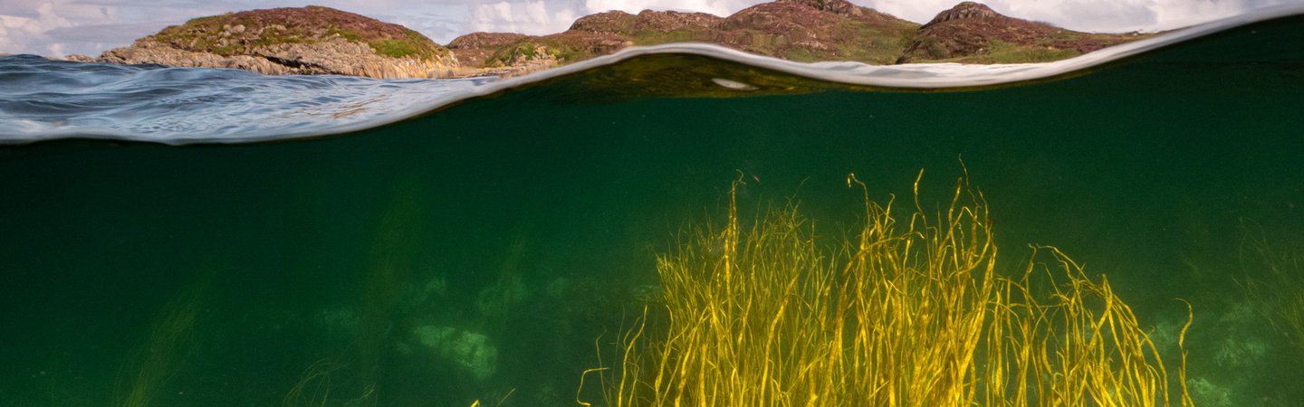 Thong weed seaweed isle of Coll Scotland Mark Kirkland