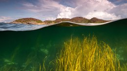 Thong weed seaweed isle of Coll Scotland Mark Kirkland