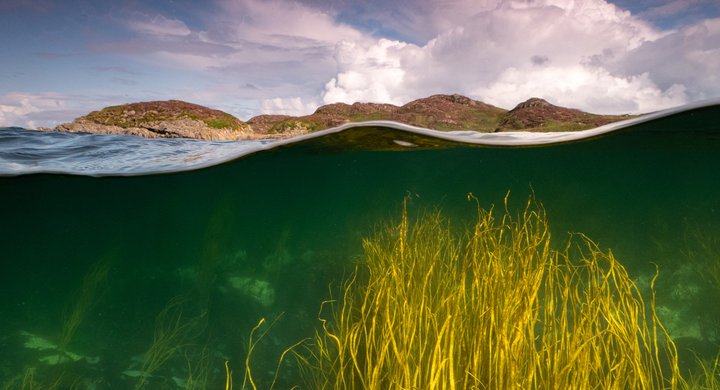 Thong weed seaweed isle of Coll Scotland Mark Kirkland