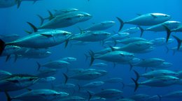 Giant Tuna Shoal Guido Montaldo