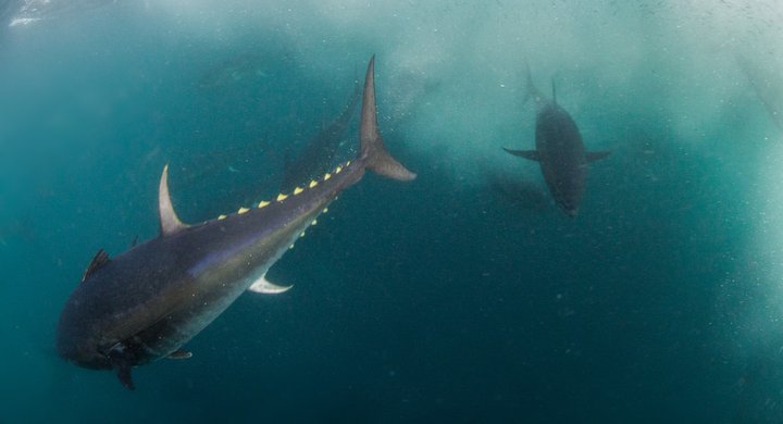 Bluefin Tuna Cornwall England Mark Kirkland