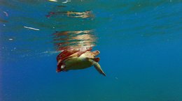 Turtles-Mating-Montserrat-Peter-Richardson.original.jpg