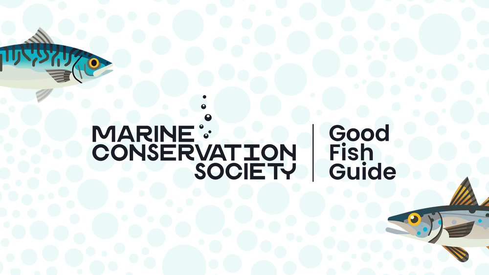 Good Fish Guide makes sustainable choices easier | Latest news | Marine